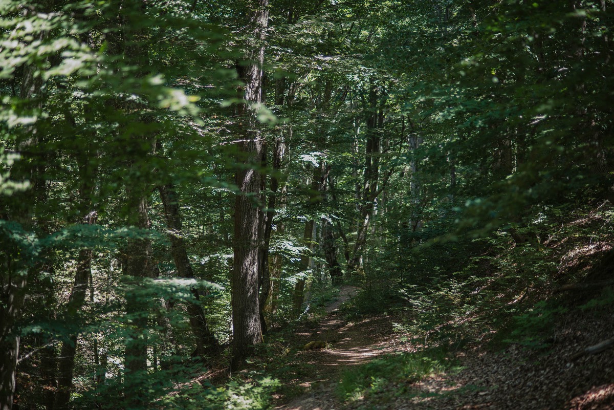 Еко пътека в дъбова гора в Странджа