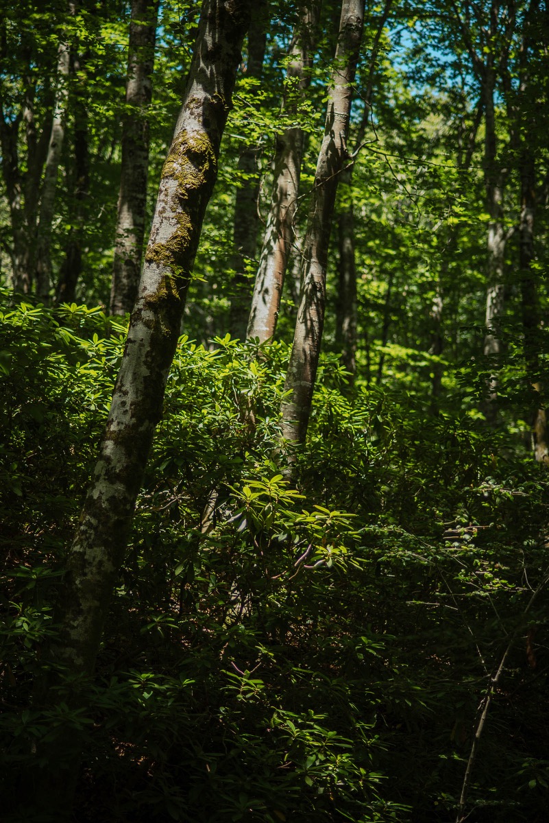 Сенчесто местообитание на странджанска зеленика